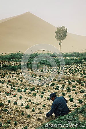 local farmer working on a small garden at the edge of the sand dune desert Editorial Stock Photo