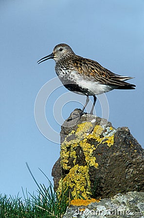 Dunlin, Calidris alpina Stock Photo