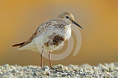 Dunlin, Calidris alpina, water bird in the nature habitat in Svalbard, Norway. Dunlin siting on the stone, Arctic summer wildlife Stock Photo