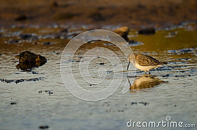 Dunlin Calidris alpina in winter plumage. Stock Photo