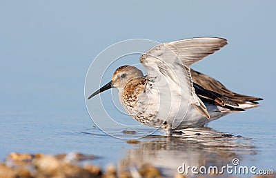 Dunlin with winter plumage Stock Photo