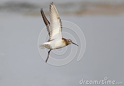 A dunlin in winter plumage in flight Stock Photo