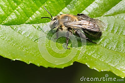Neighborly Mining Bee - Andrena vicina Stock Photo