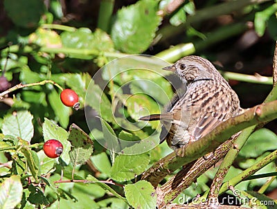 Dunnock perching next to rosehips Stock Photo