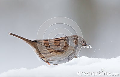 Dunnock (Prunella modularis) Stock Photo