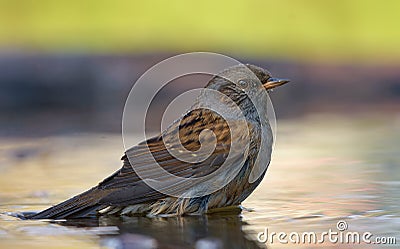 Dunnock bathing in water pond before migration season Stock Photo