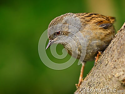 Dunnock (Prunella modularis) Stock Photo