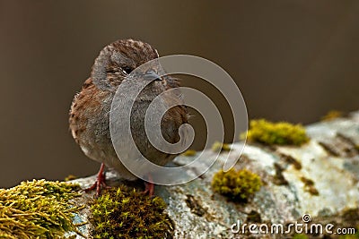 Dunnock Prunella modularis Stock Photo