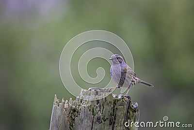 Dunnock Prunella modularis perched on an old tree trunk. Stock Photo