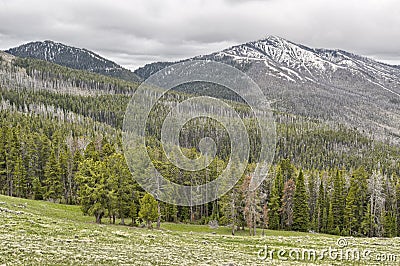Dunraven Pass Stock Photo