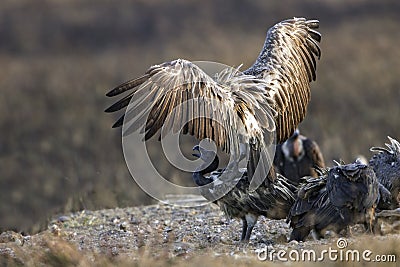 Dunsnavelgier, Slender-billed Vulture, Gyps tenuirostris Stock Photo