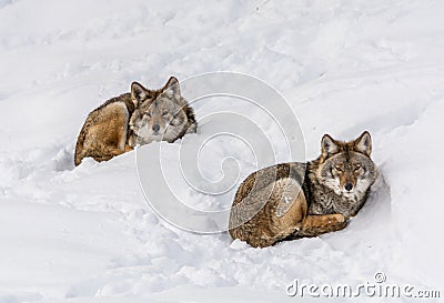 Duo of Coyotes Lying on the Snow Stock Photo