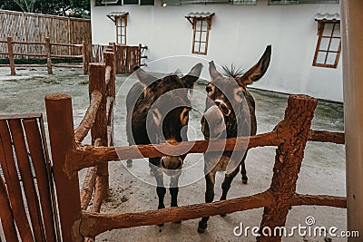 Duo donkey in stable Stock Photo