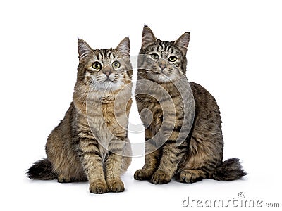 Duo of two Pixie Bob cat kittens both sitting straight up isolated on white background and facing camera Stock Photo