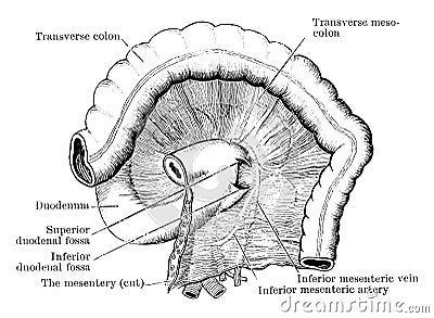 Duodenal Fossae and Folds, vintage illustration Vector Illustration