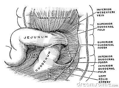 Duodenal Fossae, vintage illustration Vector Illustration