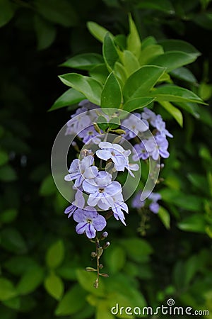 Duranta erecta L. is a plant of Verbenaceae and Forsythia Stock Photo