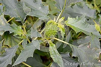 Durban Indian harmless Datura inoxia Mill., fruit and leaves Stock Photo