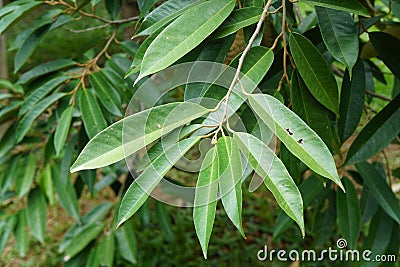 Green leaves of durian tree. Dicotyledon or dicot plants. Stock Photo