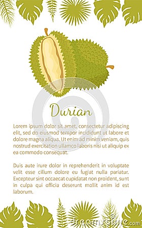 Durian Exotic Juicy Fruit Unusual Flavour and Text Vector Illustration