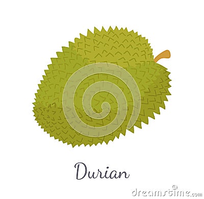 Durian Exotic Juicy Thailand Malaysia Fruit Icon Vector Illustration