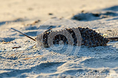 Durian food waste throw at beach Stock Photo