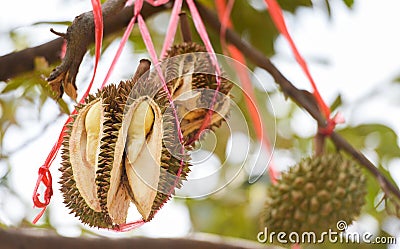 Durian fruit hanging on the durian tree in the garden orchard tropical summer fruit waiting for the harvest nature farm on the Stock Photo