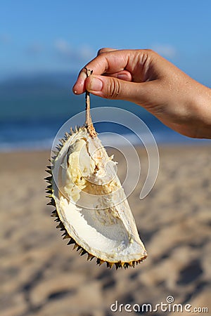 Durian fruit piece, fresh eating on the beach Stock Photo