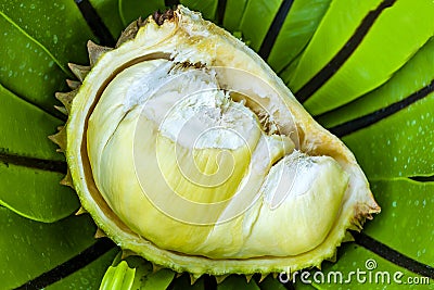 Durian fruit. Ripe durian. Tasty durian that has been, Durian on natural farm background Stock Photo