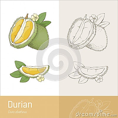 Durian fruit Vector Illustration