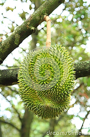 Durian fruit on tree Stock Photo