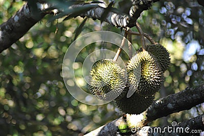 Durian Fruit On Tree,Tropical Stock Photo