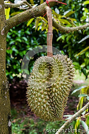 Durian , Thai King fruit Stock Photo