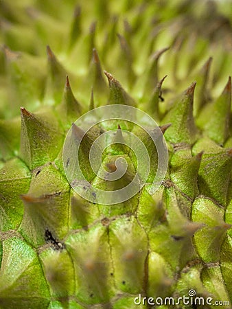 Durian, thorny fruit Is a fruit of Asia Golden yellow color of the fruit is sweet, soft and has a pungent aroma. White background Stock Photo