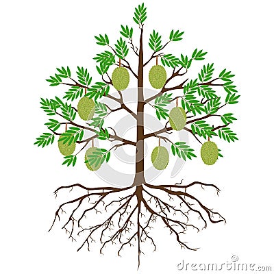 Durian tree with roots and fruits on a white background. Vector Illustration