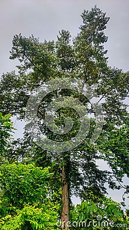 Durian trees grow tall with dense leaves Stock Photo