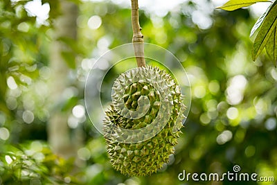 Durian was honored to be the king of fruit Stock Photo