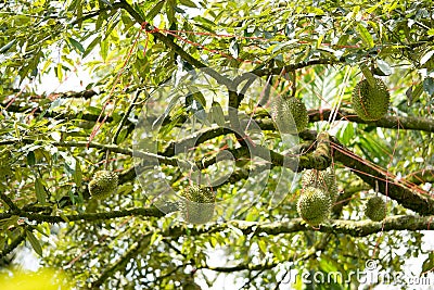 Durian was honored to be the king of fruit Stock Photo