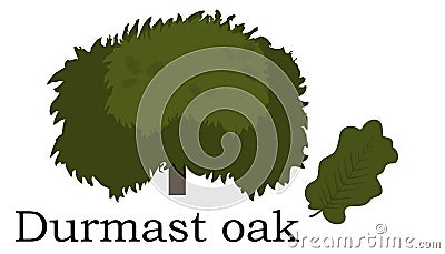 Durmast oak Trees vector element. vector green Vector Illustration