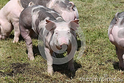 Duroc breed pigs at animal farm on pasture Stock Photo