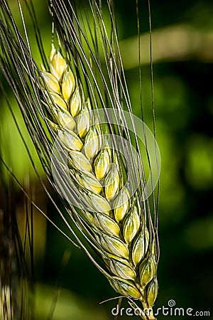 Durum wheat ear - triticum durum Stock Photo