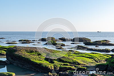 At dusk, the reef on the beach is covered with green algae, and the color is very beautiful Stock Photo