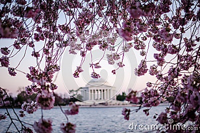 Dusk sunset view of a large Cherry Blossom tree in Washington DC Stock Photo