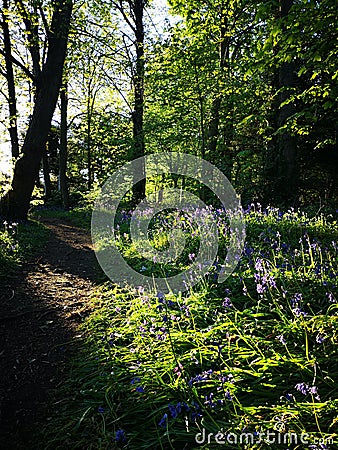 Dusk wildflower forest path in kirkcaldy Fife Stock Photo
