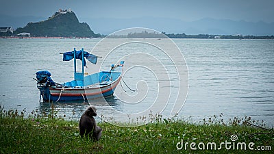 Duskey Monkey sitting in grace with Blue traditional fishing boat at anchor with trees in the background and reflection in the Stock Photo