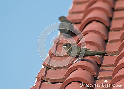 Dusky Crag Martin Stock Photo