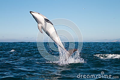 Dusky dolphin jumping Stock Photo