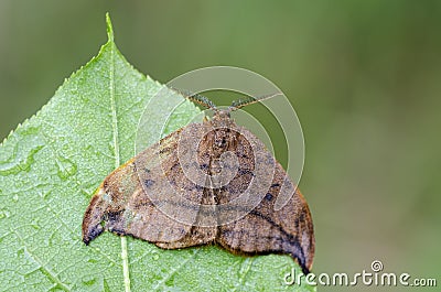 Dusky Hook-tip sitting on a leaf Stock Photo