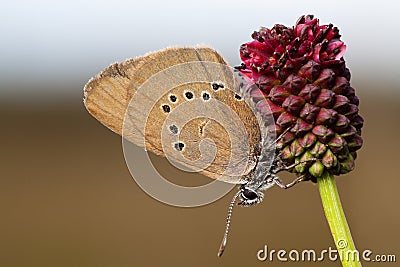 Dusky Large Blue Stock Photo