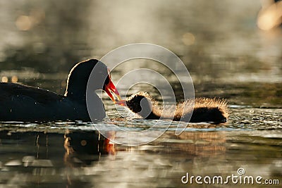 Dusky Moorhen chick Stock Photo